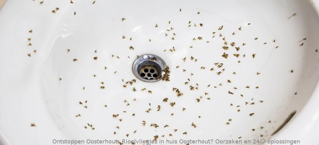Rioolvliegjes in huis Oosterhout? Oorzaken en 24/7 oplossingen